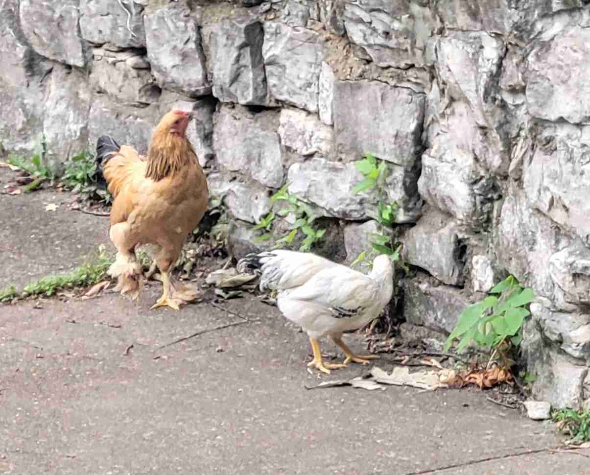 2024-06-18 chickens free range